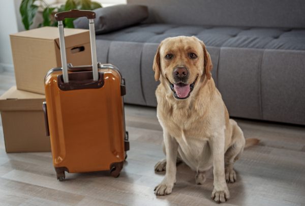 pet shifting in bangalore