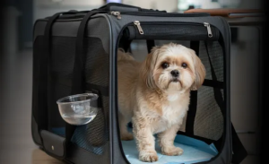 Packers and Movers for Safe Pet Relocation